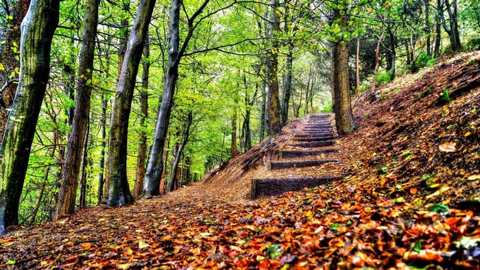 Autumn forest path with stone stairs and fallen leaves