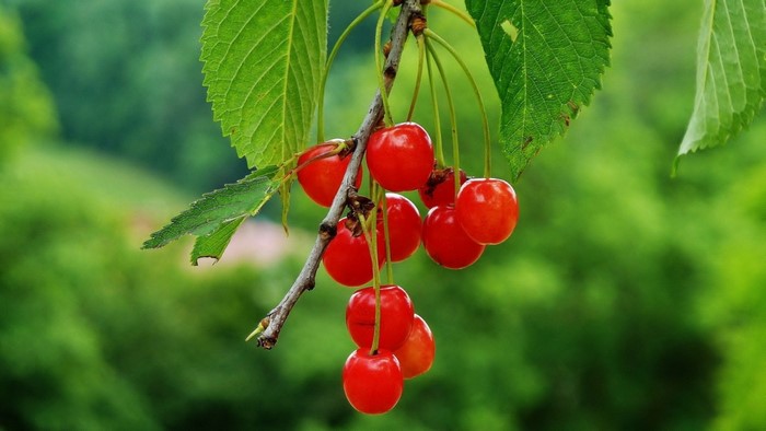 Bright Red Cherries Hanging on Tree Branch