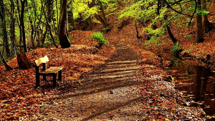 Autumn forest path with a bench and stream
