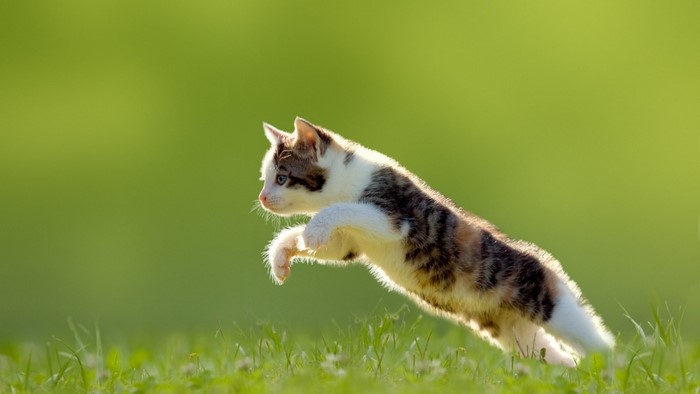 Kitten jumping in green grass
