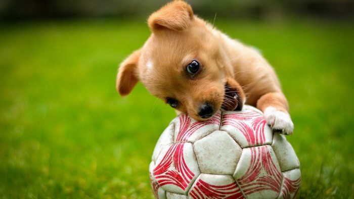 Puppy biting a soccer ball on grass