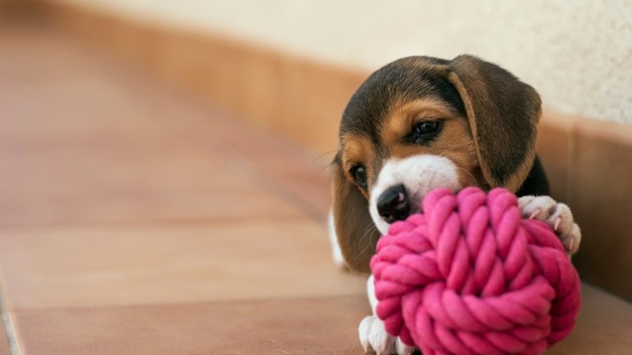 Beagle puppy chewing on a pink rope toy