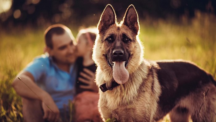 German Shepherd dog with family in a field