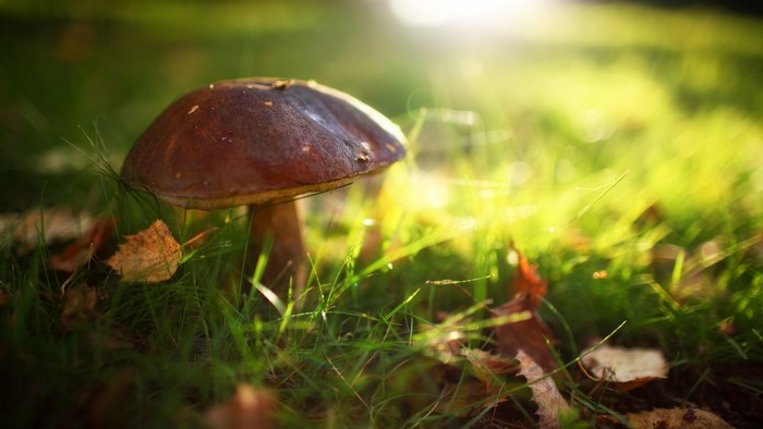 Mushroom in grass with sunlight