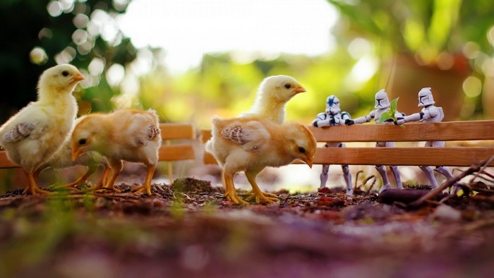 Chicks and Stormtrooper toys on a wooden fence