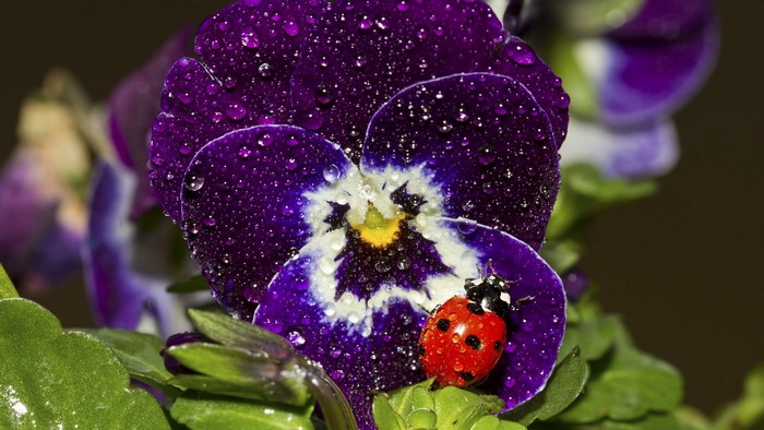 Ladybug on a purple pansy with water drops