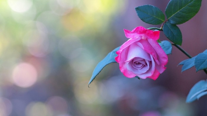 Close up of a pink and purple rose with green leaves