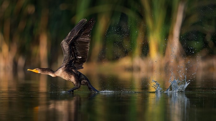 Cormorant taking flight from water