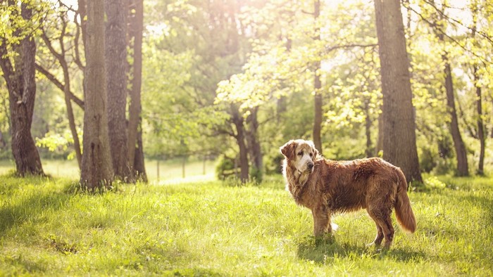 Golden Retriever dog standing in a sunlit forest meadow