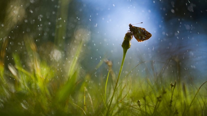 Butterfly on a plant in the rain