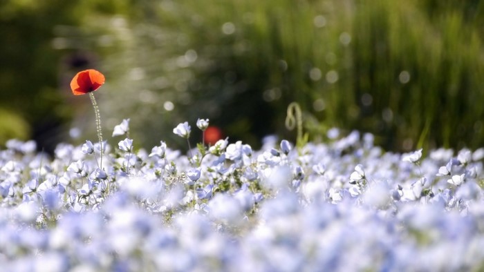 Red poppy in a field of blue flowers with bokeh background