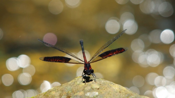 Dragonfly with red markings on a rock