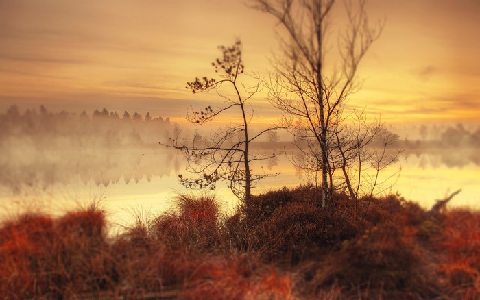 Misty lake at sunrise with bare trees and reeds