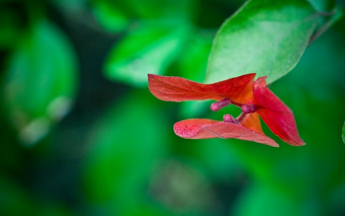 Close up of a red flower with green leaves