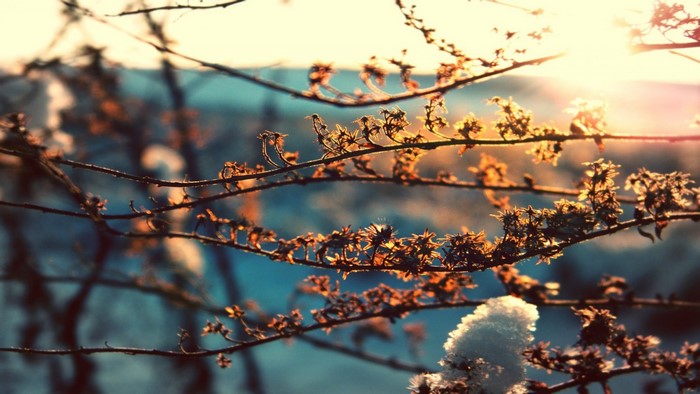 Sunlight on frosted branches in winter