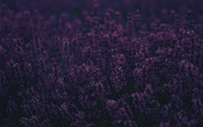 Field of dark purple lavender flowers