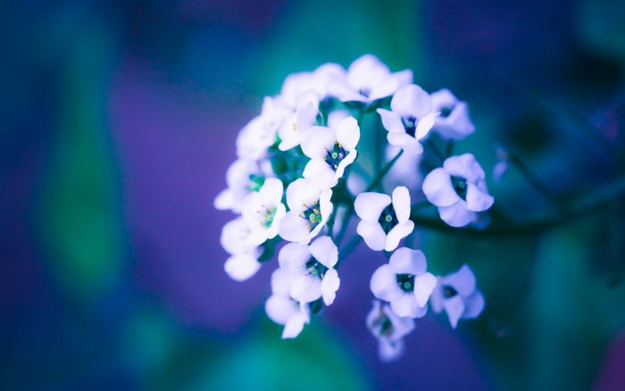 Close up of white flowers with blue and purple background