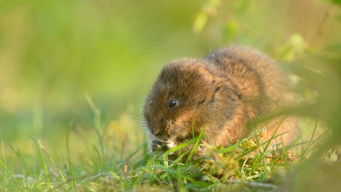 A brown vole eating grass in a field