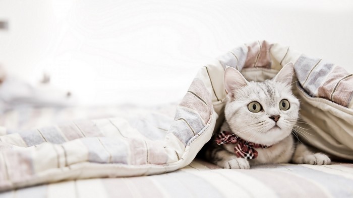 A cat wearing a bow tie peeks out from under a blanket