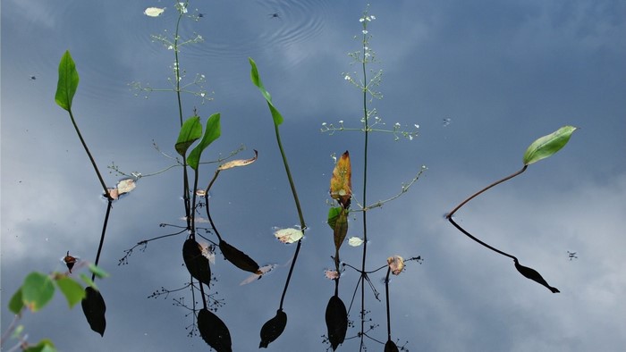 Plants reflected in the water with sky background