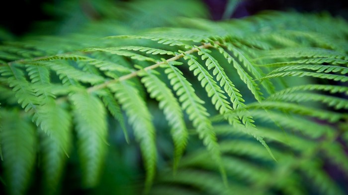 Close up of green fern leaves in a forest