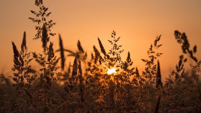 Tall grass silhouetted against a sunset sky
