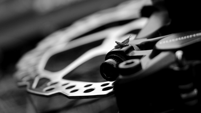 Grasshopper on bicycle brake rotor