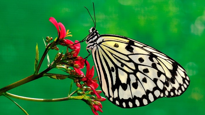White butterfly on red flowers with green background