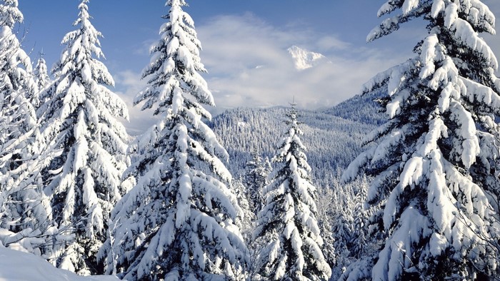 Snow-covered spruce trees in a mountain landscape