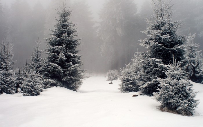 Snowy forest with fir trees in fog