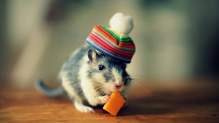 Mouse wearing a colorful hat eating cheese