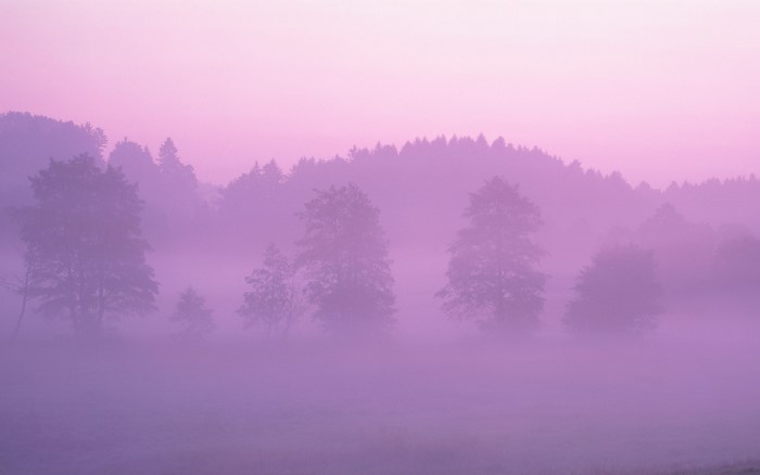 Misty forest at sunrise with purple sky