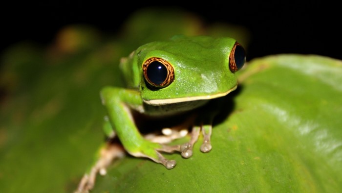 Close up of a green tree frog with large eyes