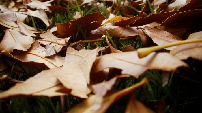 Fallen autumn leaves on green grass