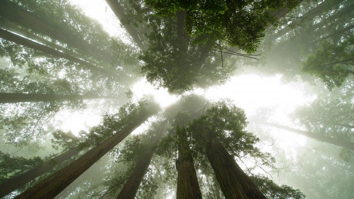Looking up through redwood trees in a foggy forest
