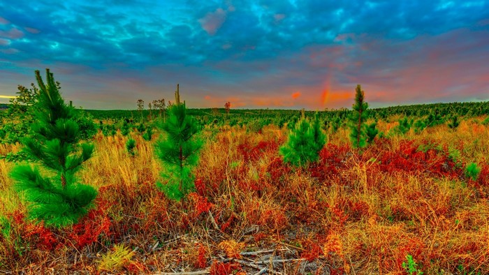 Young pine trees in a field with a dramatic sky