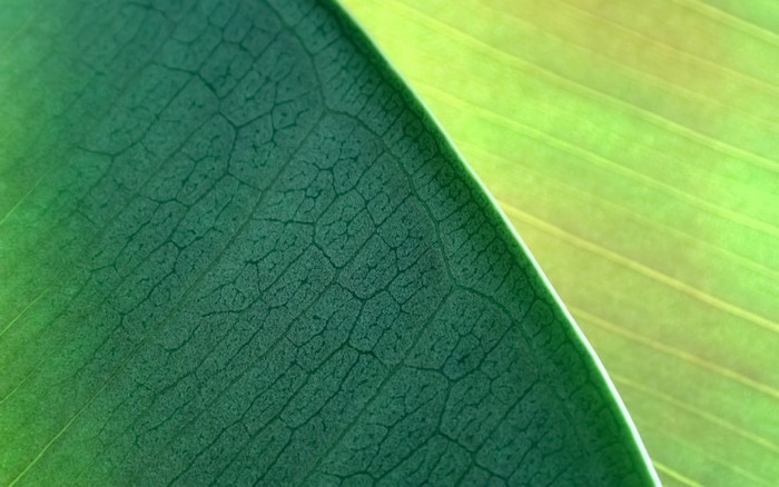 Close-up of green leaf veins and yellow leaf texture