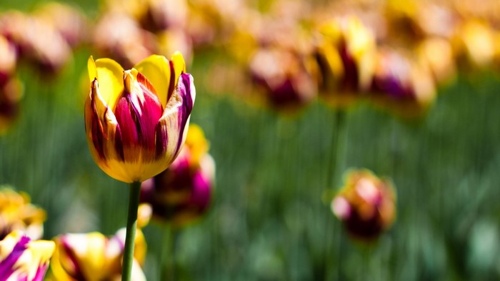 Vibrant Yellow and Purple Tulip in Bloom