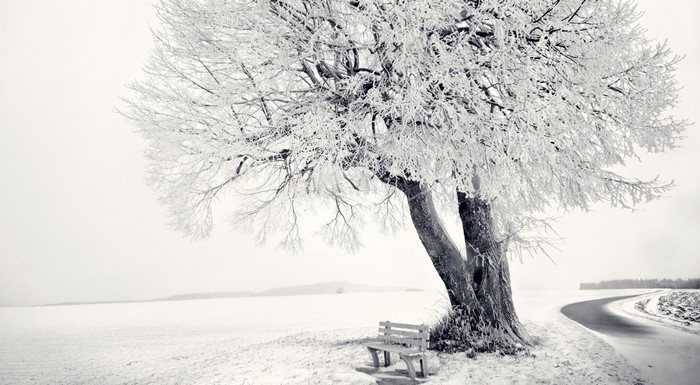A snow-covered tree and bench by a winter road