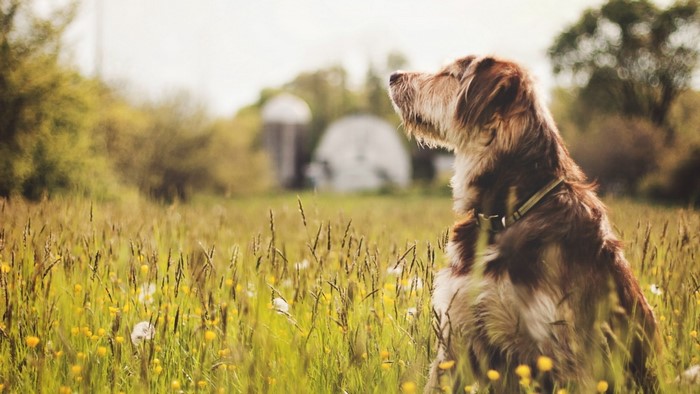 Dog sitting in a grassy field with farm buildings in the background