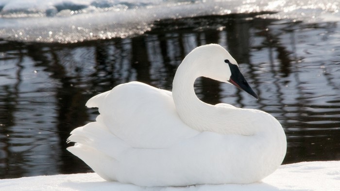 White swan resting on snow by dark water