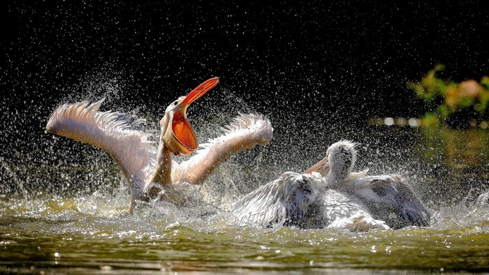 Two pelicans splashing in the water