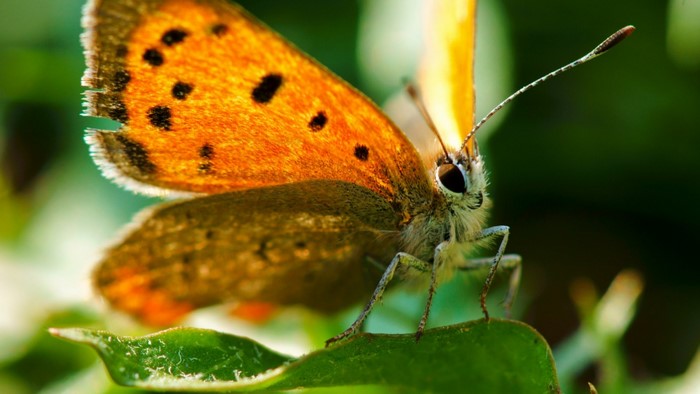 Close-up of an orange butterfly with black spots on a green leaf