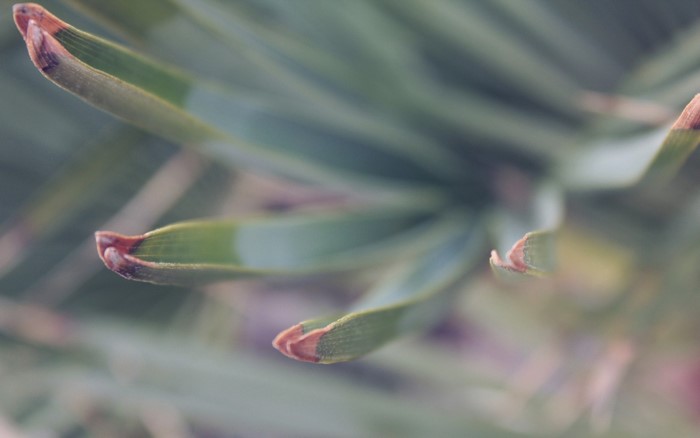 Close up of green plant leaves with brown tips