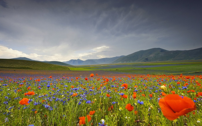 Field of poppies and cornflowers with mountains under a cloudy sky