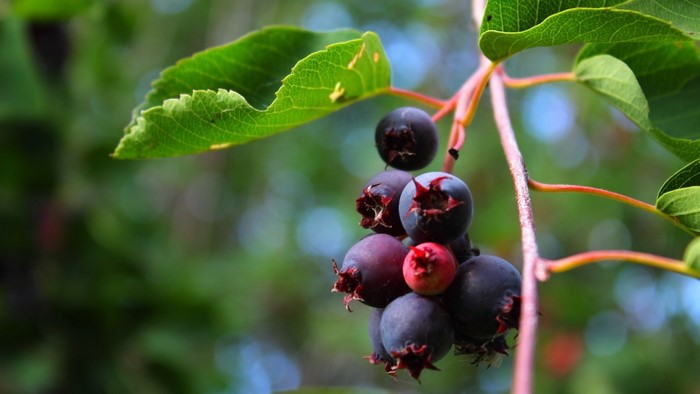 Serviceberry fruits on a branch with green leaves