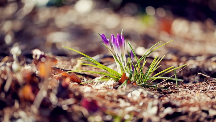 Purple crocuses blooming in the soil with sunlight