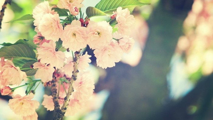 Pink cherry blossoms on a tree branch in sunlight