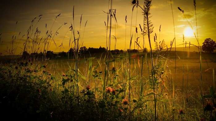 Sunset over a field with tall grass and flowers