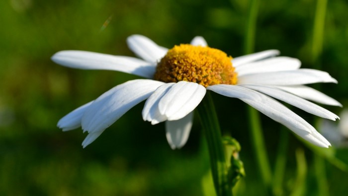 Close-up of a white daisy with a yellow center